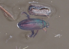 Dytiscus marginicollis