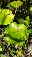 Piper excelsum peltatum