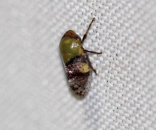 Hindola pahangana · iNaturalist