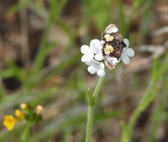 Annaphila divinula
