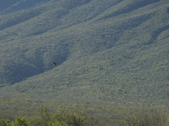 Geranoaetus albicaudatus
