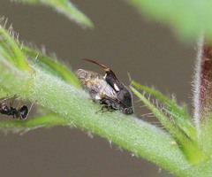 Machaerota brunnipes