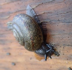 Helminthoglypta nickliniana ramentosa