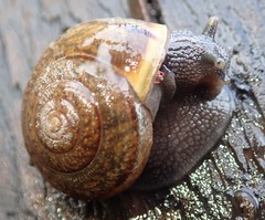 Helminthoglypta nickliniana ramentosa