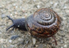 Helminthoglypta nickliniana ramentosa
