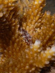 Malacoctenus triangulatus