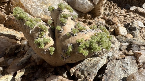 Monsonia peniculinum 2
