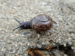 Helminthoglypta nickliniana ramentosa