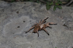 Aphonopelma moderatum