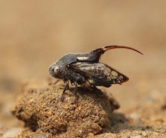 Machaerota elegans
