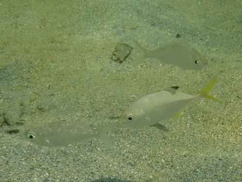 Caranx latus