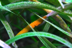 Styelidae