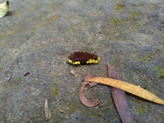 Gynautocera rubriscutellata