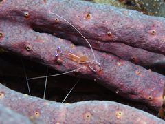 Ancylomenes pedersoni