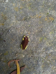 Gynautocera rubriscutellata