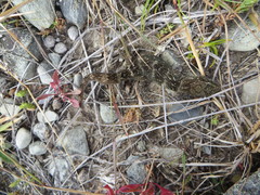 Woodworthia southern alps