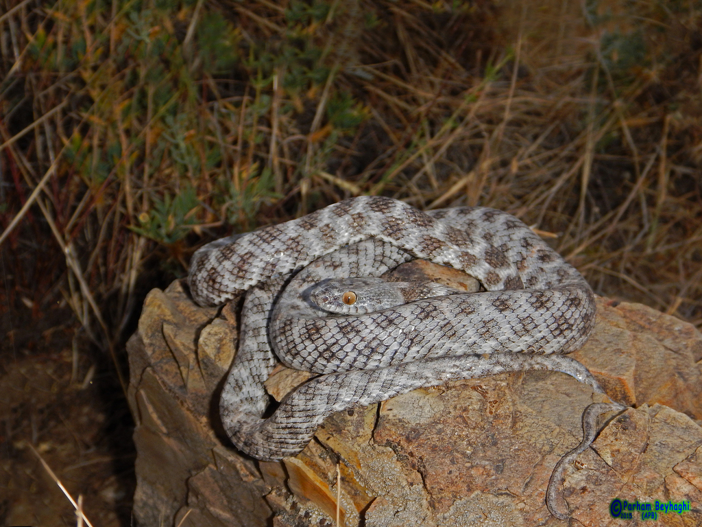 Indian Desert Tiger Snake