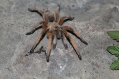 Aphonopelma moderatum