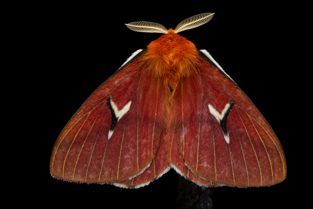 Cerodirphia motcaucensis