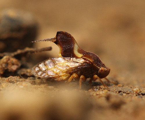 Tapinacaena