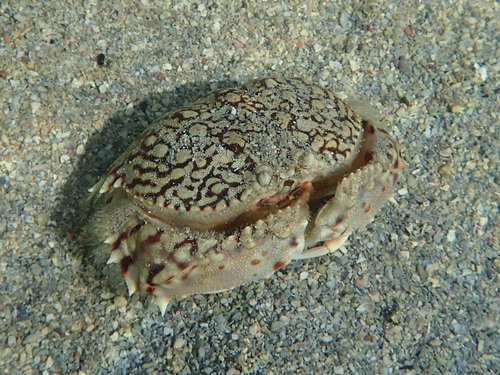 Calappa ocellata