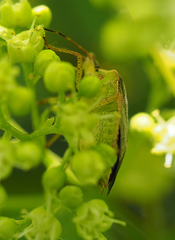 Euschistus servus euschistoides