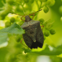 Euschistus servus euschistoides