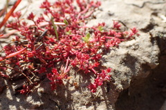 Crassula aquatica