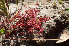 Crassula aquatica
