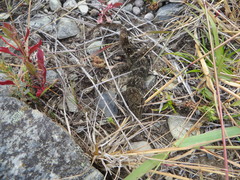 Woodworthia southern alps