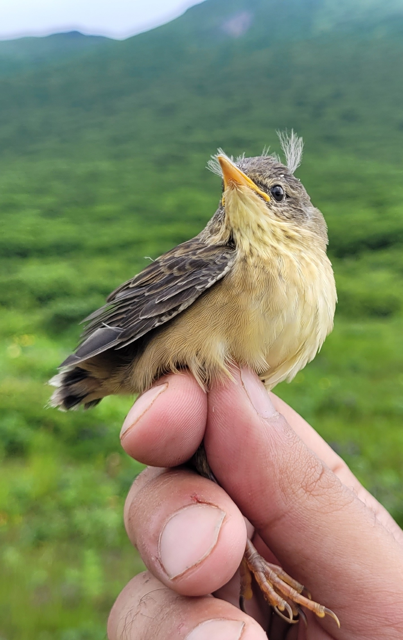 Middendorff's Grasshopper Warbler