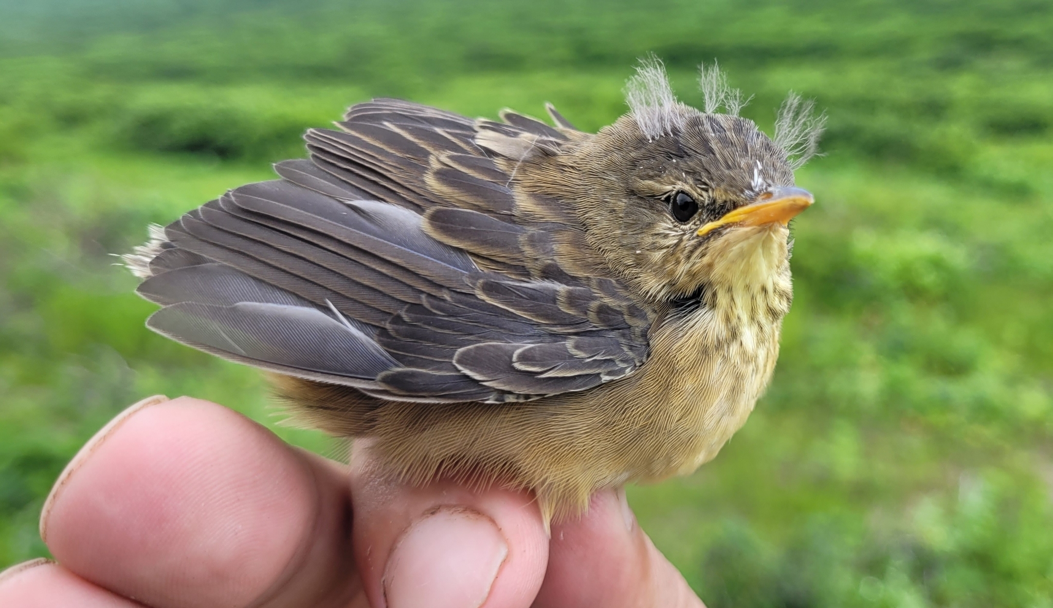 Middendorff's Grasshopper Warbler