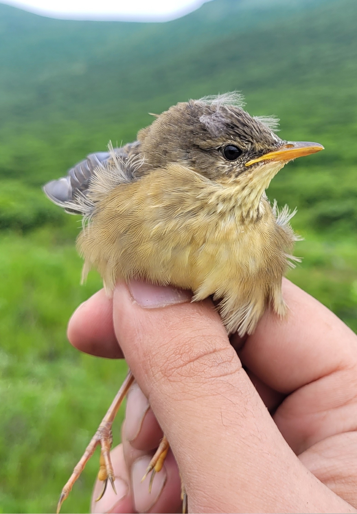 Middendorff's Grasshopper Warbler