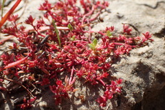 Crassula aquatica
