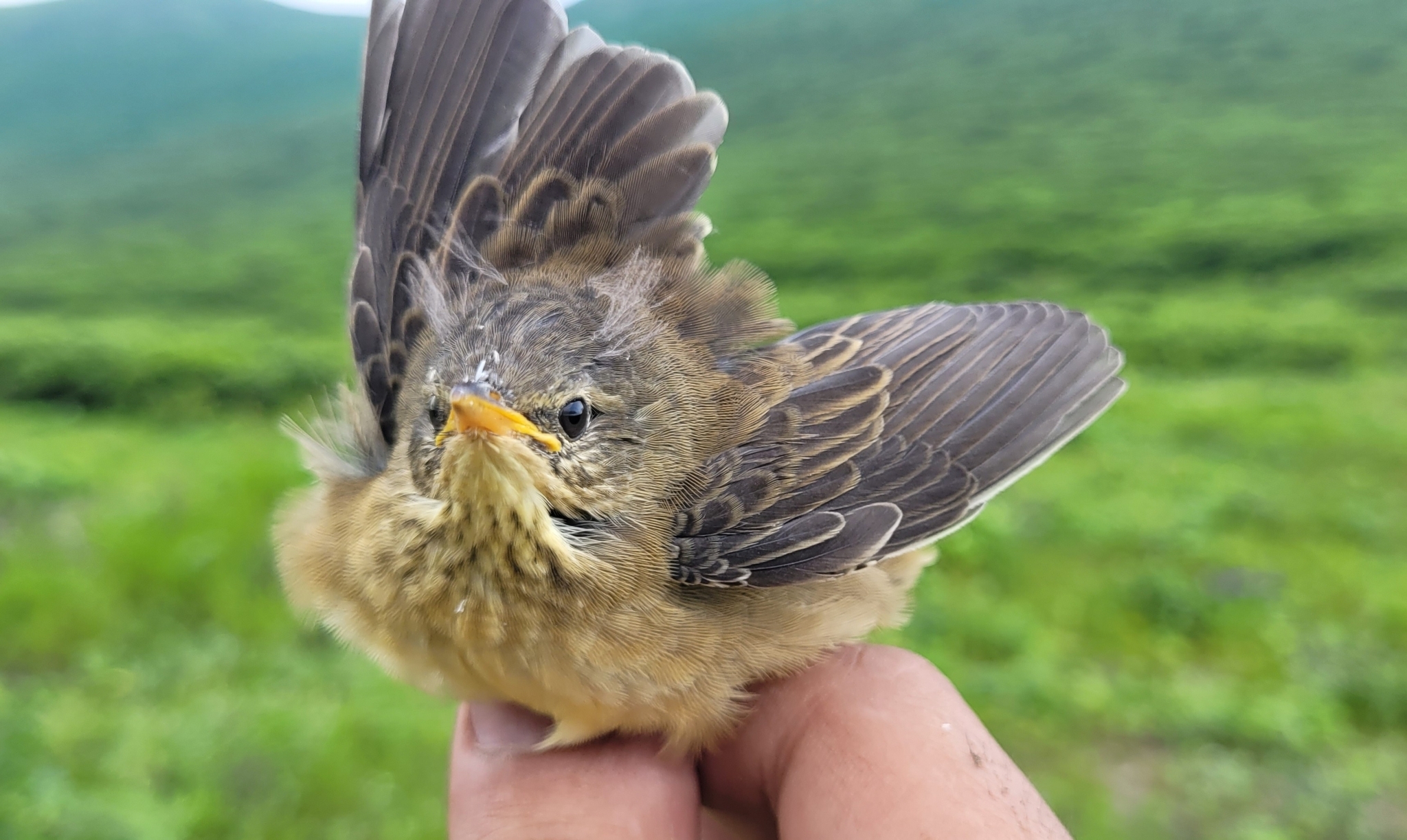 Middendorff's Grasshopper Warbler