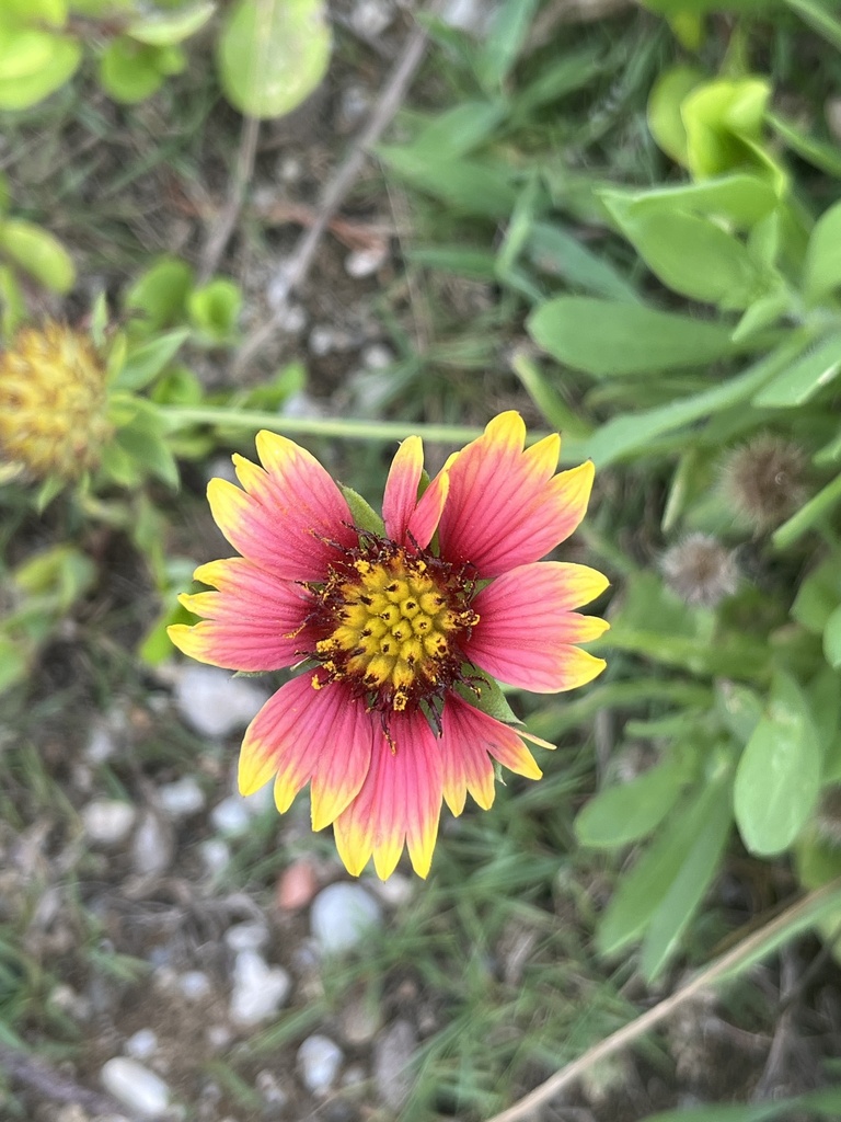 Indian blanket from 澎湖縣望安島綠蠵龜產卵棲地保護區, Wangan Township, PEN, TW on ...