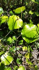 Piper excelsum peltatum