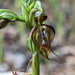 Pterostylis lepida - Photo (c) Robert Lawrence, alguns direitos reservados (CC BY-NC), uploaded by Robert Lawrence