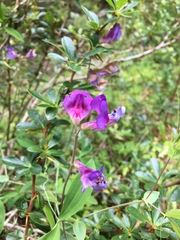 Lathyrus palustris