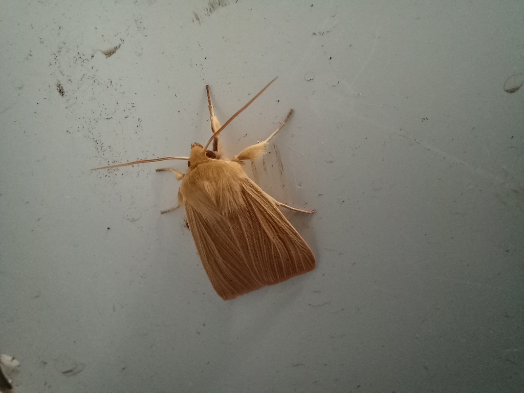 Mythimna pallens from Paradise Wildlife Park, White Stubbs Lane, Broxbourne EN10 7QA, UK on