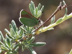 Callophrys dumetorum