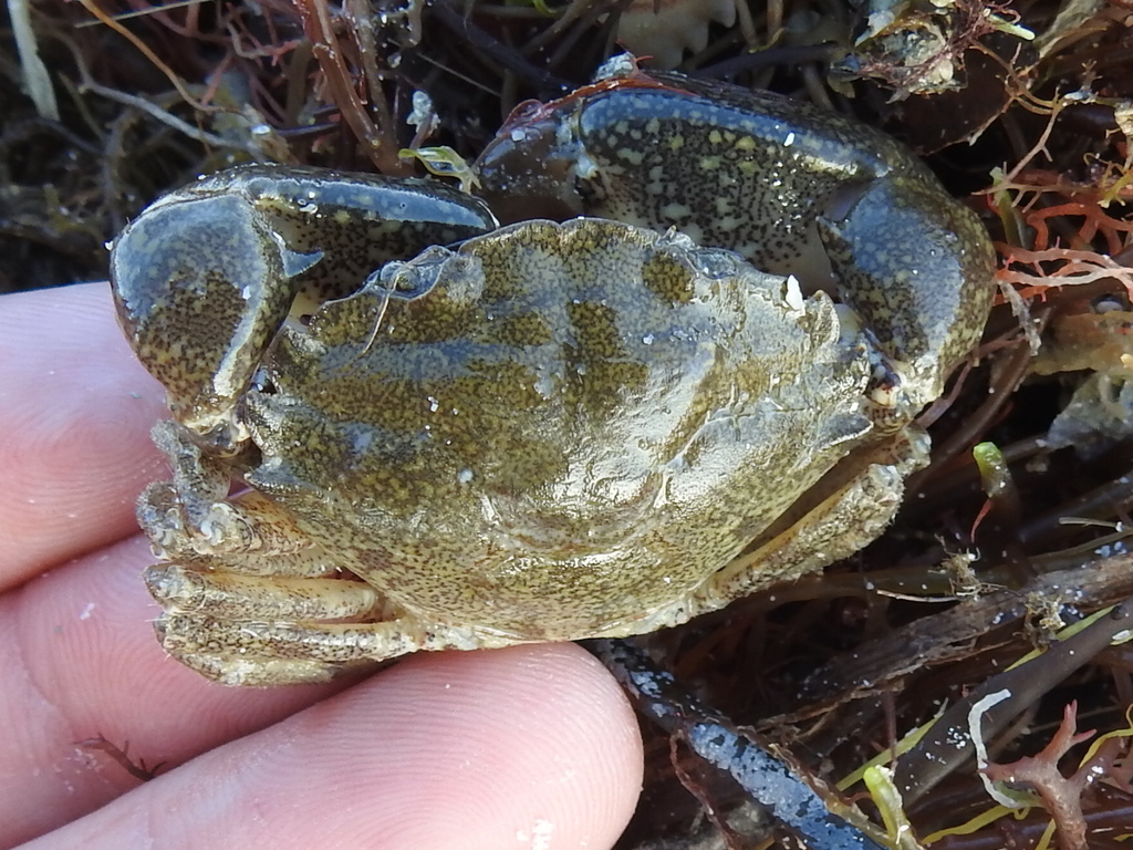 Gulf grassflat crab