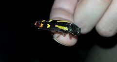 Buprestis rufipes