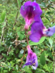 Lathyrus palustris