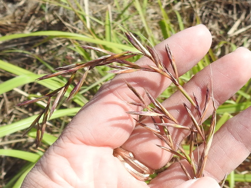 Image of Cymbopogon citratus by (c) Sam Kieschnick, some rights reserved (CC BY)