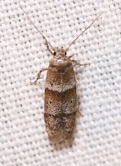 Blastobasis pulchella