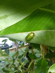 Stethaspis suturalis