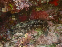 Stellar Rockskipper photo 4