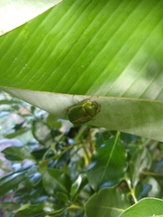 Stethaspis suturalis
