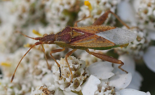Harmostes reflexulus photo 5